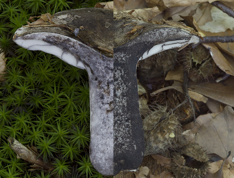 Russula albonigra